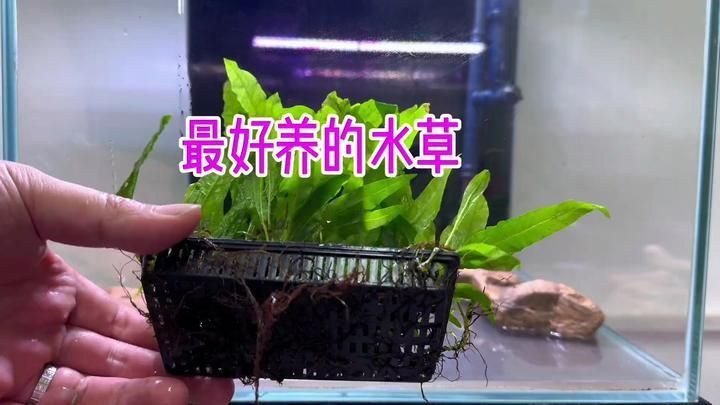 有哪些水草適合與金龍魚共生？，金龍魚的水草選擇
