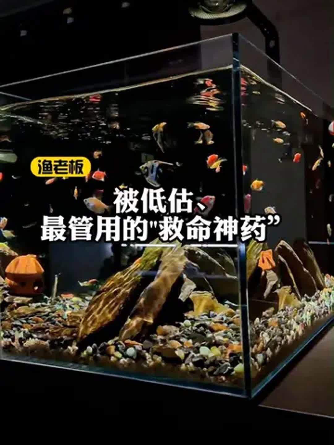 還有哪些龍魚消炎藥被推薦為“第一名”？，魚消炎藥推薦名單中