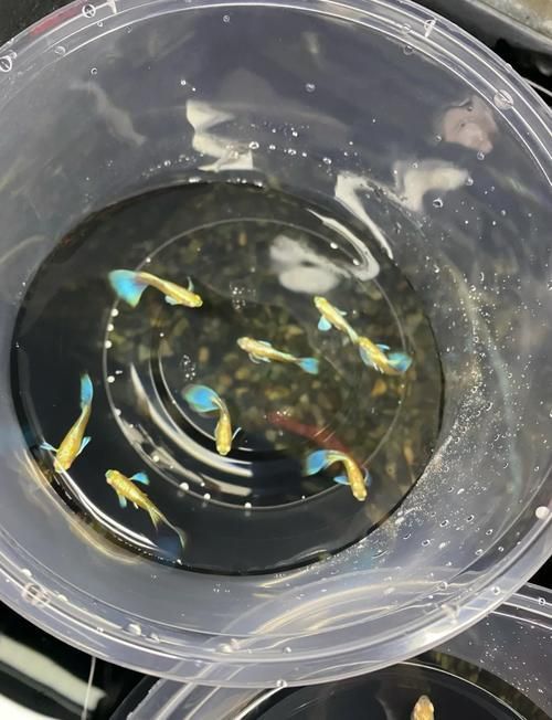 如何預防孔雀魚夜間死亡，孔雀魚夜間死亡的科學成因與系統性預防方案
