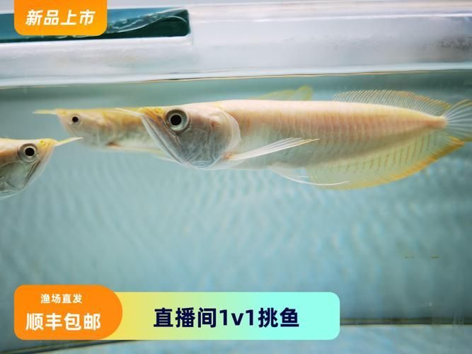 哪里可以購買到正宗的白子銀龍魚？，正宗白子銀龍魚的購買渠道及選購渠道及選購要點
