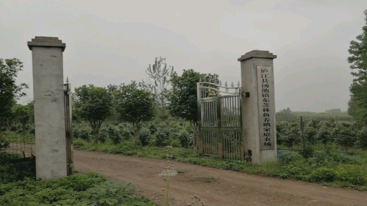 哪里可以找到廬江龍魚的養殖場？