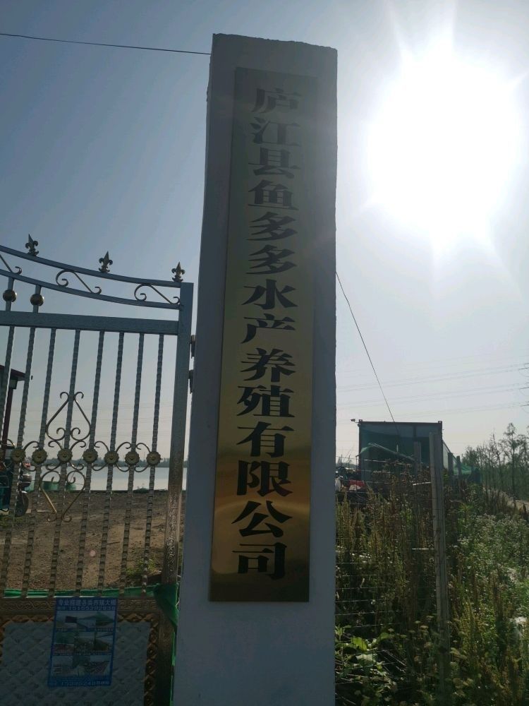哪里可以找到廬江龍魚的養殖場？