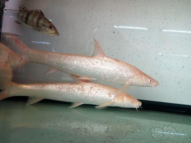 如何鑒別白子龍魚的品質，白子龍魚（whitearowana）