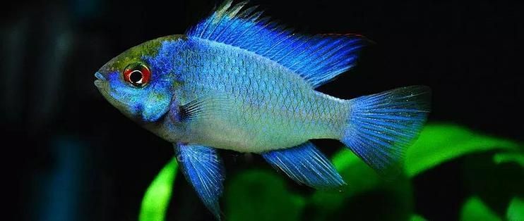 如何鑒別白子龍魚的品質，白子龍魚（whitearowana）