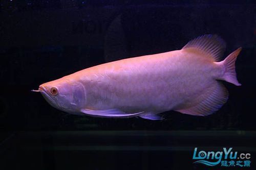 如何鑒別白子龍魚的品質，白子龍魚（whitearowana）