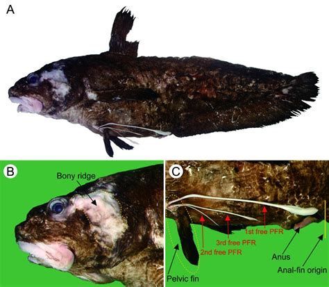 如何判斷紅龍魚須子包是否感染？，紅龍魚須子包感染的判斷方法主要包括觀察其外觀和行為