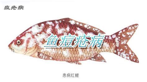 如何判斷紅龍魚須子包是否感染？，紅龍魚須子包感染的判斷方法主要包括觀察其外觀和行為