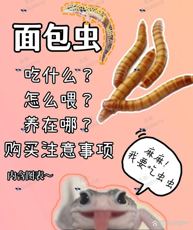 面包蟲的最佳投喂頻率是多少，面包蟲最佳投喂頻率是多少面包蟲的最佳投喂頻率是多少
