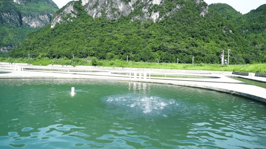 望謨縣龍魚養(yǎng)殖業(yè)的發(fā)展情況，望謨縣龍魚養(yǎng)殖業(yè)