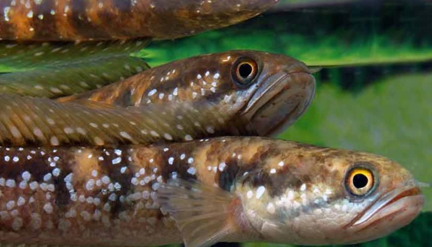 廣東野生雷龍魚哪里抓，廣東地區野生雷龍魚捕撈技術