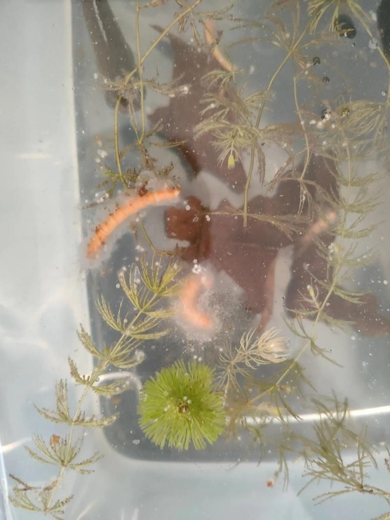 請給出雷龍魚和黑魚繁殖的圖片,雷龍魚和黑魚繁殖季節是什么時候雷龍魚和黑魚繁殖需要哪些條件 龍魚百科 第14張 請給出雷龍魚和黑魚繁殖的圖片,雷龍魚和黑魚繁殖季節是什么時候雷龍魚和黑魚繁殖需要哪些條件 請給出雷龍魚和黑魚繁殖的圖片,雷龍魚和黑魚繁殖季節是什么時候雷龍魚和黑魚繁殖需要哪些條件 龍魚百科 第14張