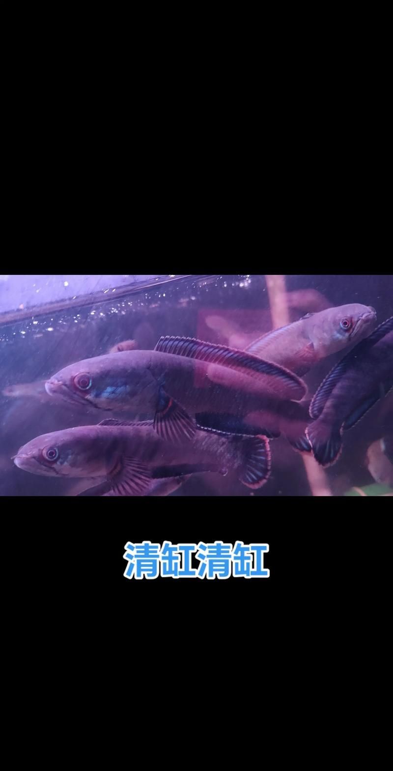 請給出雷龍魚和黑魚繁殖的圖片,雷龍魚和黑魚繁殖季節是什么時候雷龍魚和黑魚繁殖需要哪些條件 龍魚百科 第19張 請給出雷龍魚和黑魚繁殖的圖片,雷龍魚和黑魚繁殖季節是什么時候雷龍魚和黑魚繁殖需要哪些條件 請給出雷龍魚和黑魚繁殖的圖片,雷龍魚和黑魚繁殖季節是什么時候雷龍魚和黑魚繁殖需要哪些條件 龍魚百科 第19張