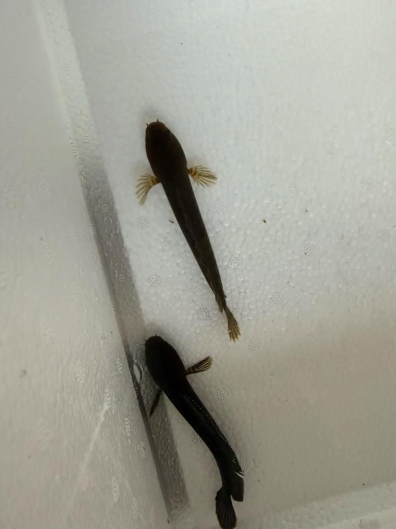 請給出雷龍魚和黑魚繁殖的圖片,雷龍魚和黑魚繁殖季節是什么時候雷龍魚和黑魚繁殖需要哪些條件 龍魚百科 第4張 請給出雷龍魚和黑魚繁殖的圖片,雷龍魚和黑魚繁殖季節是什么時候雷龍魚和黑魚繁殖需要哪些條件 請給出雷龍魚和黑魚繁殖的圖片,雷龍魚和黑魚繁殖季節是什么時候雷龍魚和黑魚繁殖需要哪些條件 龍魚百科 第4張