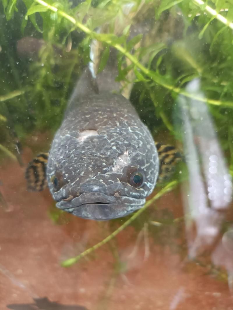 請給出雷龍魚和黑魚繁殖的圖片,雷龍魚和黑魚繁殖季節是什么時候雷龍魚和黑魚繁殖需要哪些條件 龍魚百科 第9張 請給出雷龍魚和黑魚繁殖的圖片,雷龍魚和黑魚繁殖季節是什么時候雷龍魚和黑魚繁殖需要哪些條件 請給出雷龍魚和黑魚繁殖的圖片,雷龍魚和黑魚繁殖季節是什么時候雷龍魚和黑魚繁殖需要哪些條件 龍魚百科 第9張