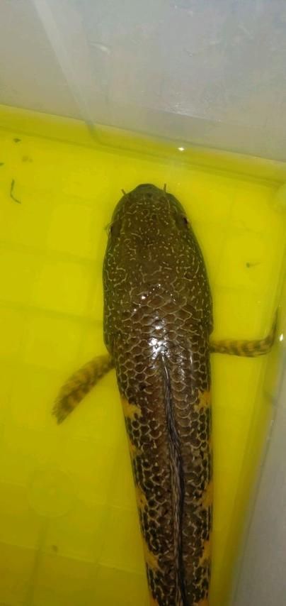 請給出雷龍魚和黑魚繁殖的圖片,雷龍魚和黑魚繁殖季節是什么時候雷龍魚和黑魚繁殖需要哪些條件 龍魚百科 第17張 請給出雷龍魚和黑魚繁殖的圖片,雷龍魚和黑魚繁殖季節是什么時候雷龍魚和黑魚繁殖需要哪些條件 請給出雷龍魚和黑魚繁殖的圖片,雷龍魚和黑魚繁殖季節是什么時候雷龍魚和黑魚繁殖需要哪些條件 龍魚百科 第17張
