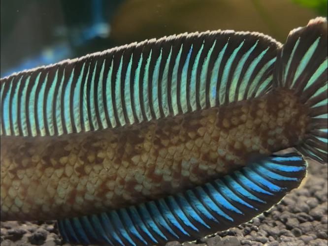 請給出雷龍魚和黑魚繁殖的圖片,雷龍魚和黑魚繁殖季節是什么時候雷龍魚和黑魚繁殖需要哪些條件 龍魚百科 第15張 請給出雷龍魚和黑魚繁殖的圖片,雷龍魚和黑魚繁殖季節是什么時候雷龍魚和黑魚繁殖需要哪些條件 請給出雷龍魚和黑魚繁殖的圖片,雷龍魚和黑魚繁殖季節是什么時候雷龍魚和黑魚繁殖需要哪些條件 龍魚百科 第15張