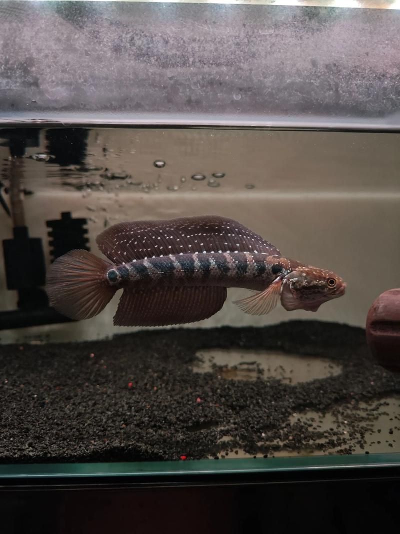 請給出雷龍魚和黑魚繁殖的圖片,雷龍魚和黑魚繁殖季節是什么時候雷龍魚和黑魚繁殖需要哪些條件 龍魚百科 第25張 請給出雷龍魚和黑魚繁殖的圖片,雷龍魚和黑魚繁殖季節是什么時候雷龍魚和黑魚繁殖需要哪些條件 請給出雷龍魚和黑魚繁殖的圖片,雷龍魚和黑魚繁殖季節是什么時候雷龍魚和黑魚繁殖需要哪些條件 龍魚百科 第25張