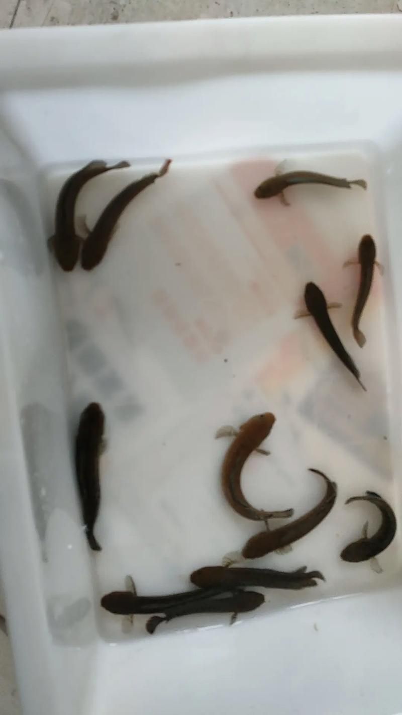 請給出雷龍魚和黑魚繁殖的圖片,雷龍魚和黑魚繁殖季節是什么時候雷龍魚和黑魚繁殖需要哪些條件 龍魚百科 第23張 請給出雷龍魚和黑魚繁殖的圖片,雷龍魚和黑魚繁殖季節是什么時候雷龍魚和黑魚繁殖需要哪些條件 請給出雷龍魚和黑魚繁殖的圖片,雷龍魚和黑魚繁殖季節是什么時候雷龍魚和黑魚繁殖需要哪些條件 龍魚百科 第23張