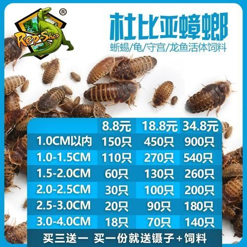 倉(cāng)龍魚(yú)的養(yǎng)殖技術(shù)有哪些？，倉(cāng)龍魚(yú)養(yǎng)殖技術(shù)詳解