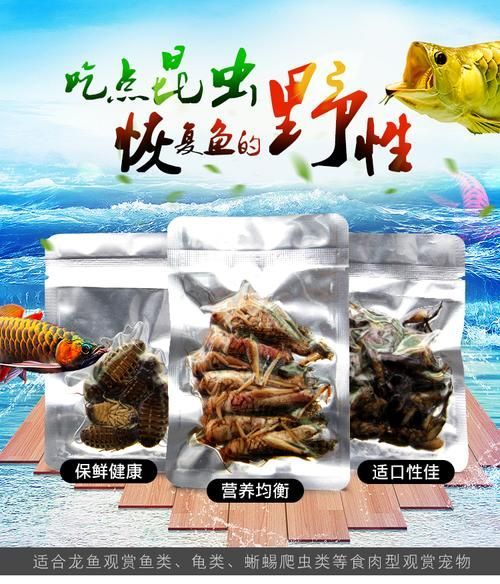 倉(cāng)龍魚(yú)的養(yǎng)殖技術(shù)有哪些？，倉(cāng)龍魚(yú)養(yǎng)殖技術(shù)詳解