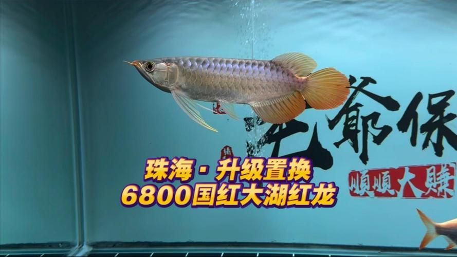 國紅系列紅龍魚的價格是多少，國紅系列紅龍魚哪個級別最受歡迎哪個級別最受歡迎