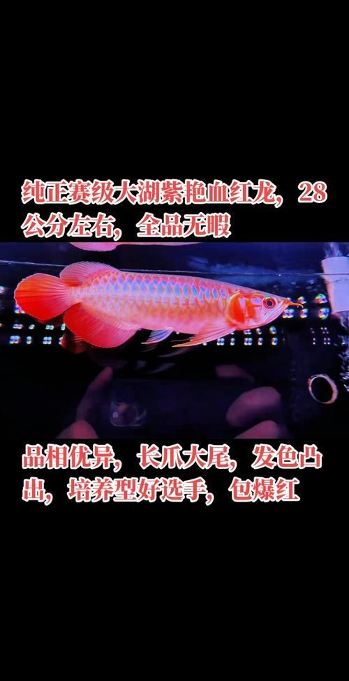 紅龍魚最好三個品種，紅龍魚中的紅色鱗片和優雅的紅色鱗片和優雅的姿態而聞名