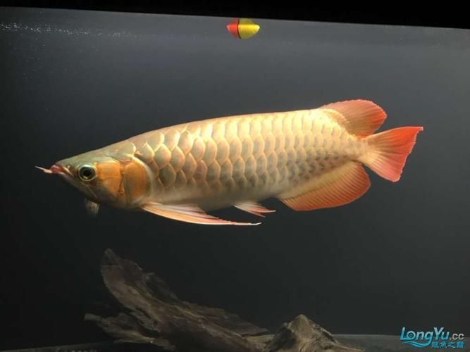 紅龍魚最好三個品種，紅龍魚中的紅色鱗片和優雅的紅色鱗片和優雅的姿態而聞名