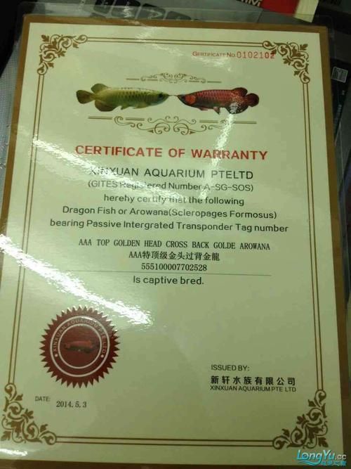 給我一些鑒別金龍魚真?zhèn)蔚膱D片