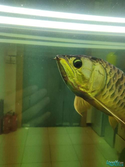 給我更多關于龍魚嘴上皰疹的圖片，龍魚嘴上皰疹怎么辦