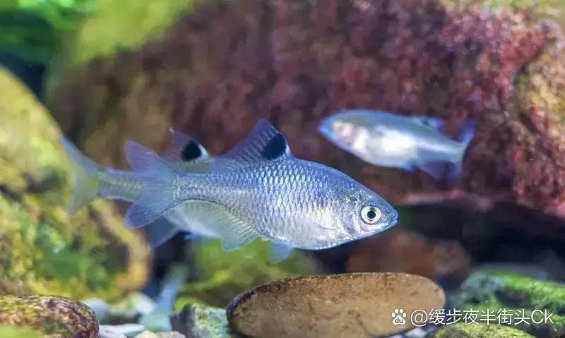 有哪些適合七條魚的魚缸推薦，7條魚家庭養(yǎng)魚維護周計劃表