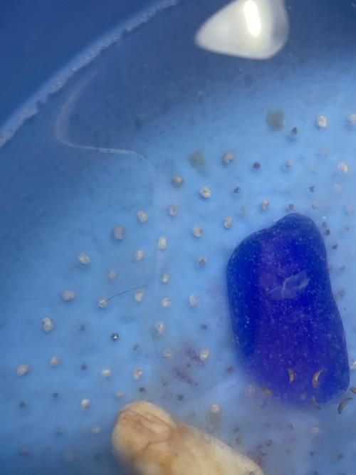 如何繁殖六角恐龍魚？，六角恐龍魚繁殖詳解