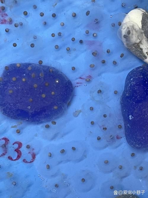 如何繁殖六角恐龍魚？，六角恐龍魚繁殖詳解