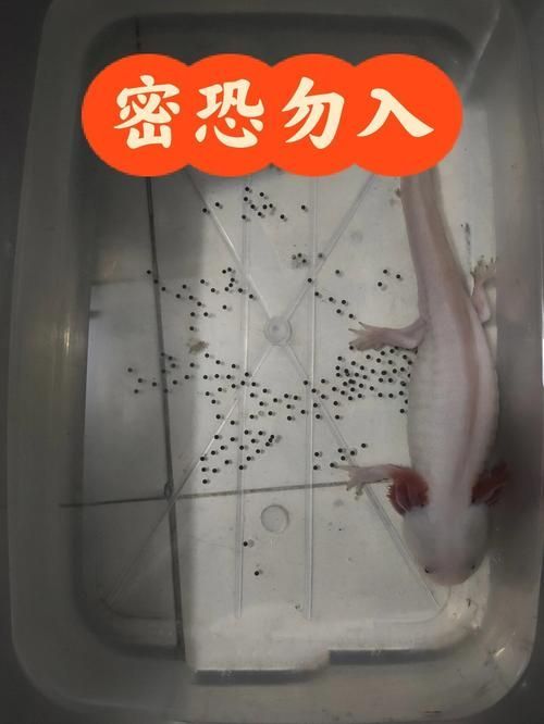 如何繁殖六角恐龍魚？，六角恐龍魚繁殖詳解