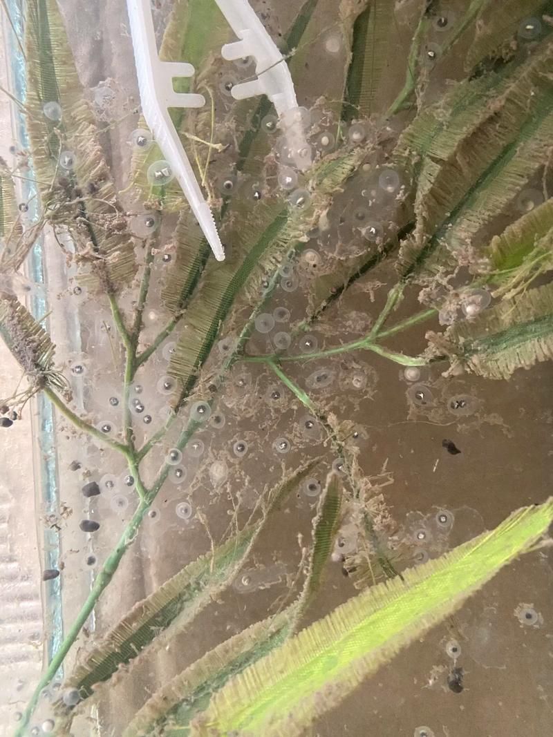 如何繁殖六角恐龍魚？，六角恐龍魚繁殖詳解