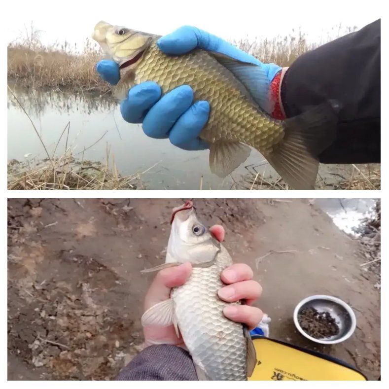 魚(yú)沉尾時(shí)最佳提竿時(shí)機(jī)是什么時(shí)候，不同魚(yú)種沉漂信號(hào)與提竿時(shí)機(jī)對(duì)照表