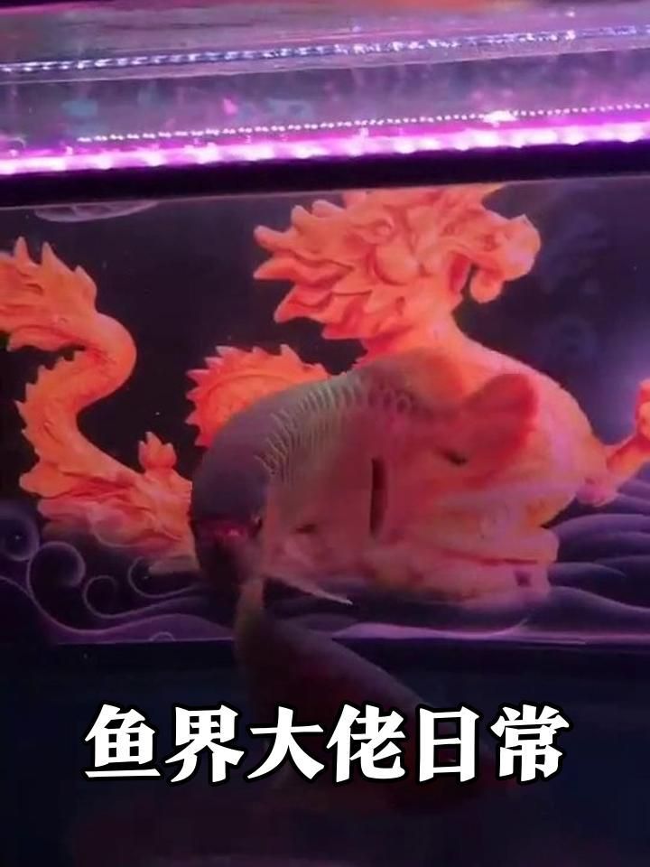 能否提供更多關于龍魚的信息？，水族界的“活化石”——龍魚