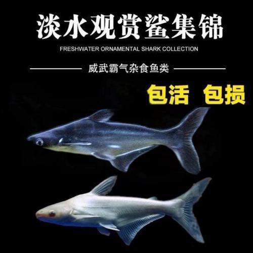 《大道龍魚》的內容簡介是什么，《大道龍魚大道》1000字簡介與官方配圖、劇情場景圖