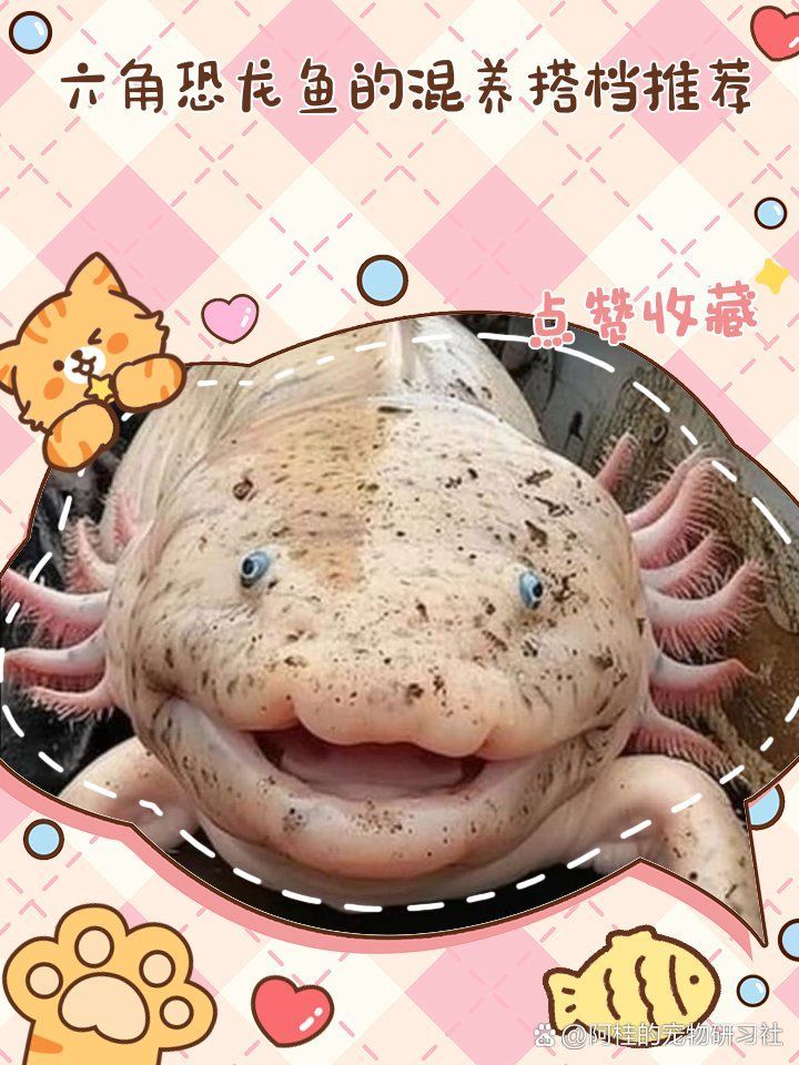 推薦一些適合與六角龍魚混養的生物，六角恐龍可以和什么魚一起混養