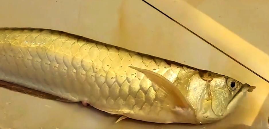 鄭州龍魚事件的后續(xù)進(jìn)展如何？，鄭州龍魚事件后續(xù)進(jìn)展