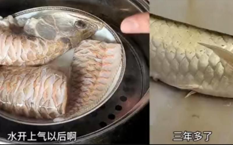 鄭州龍魚事件的后續(xù)進(jìn)展如何？，鄭州龍魚事件后續(xù)進(jìn)展
