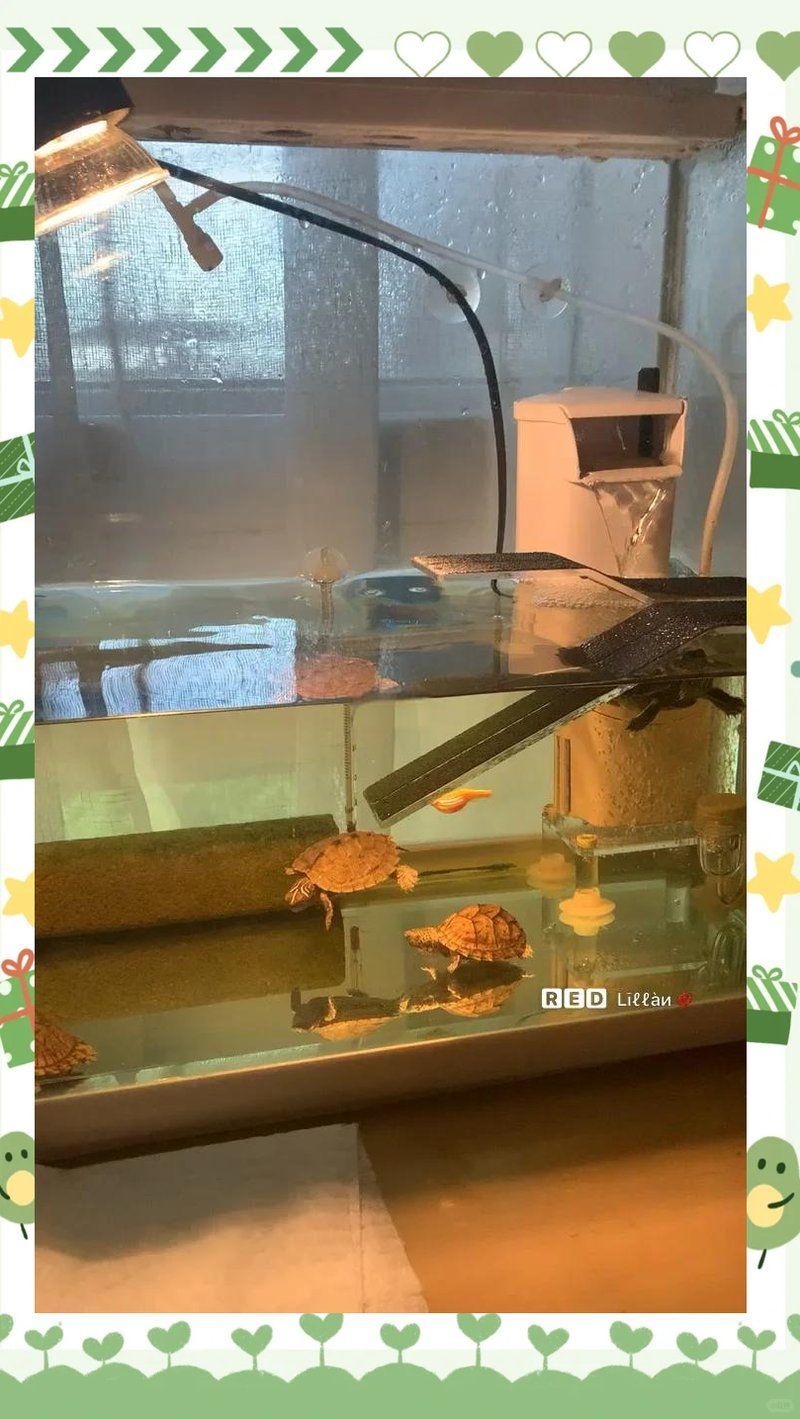 龍龜在魚缸中如何保持清潔，如何保持龍龜水質穩定