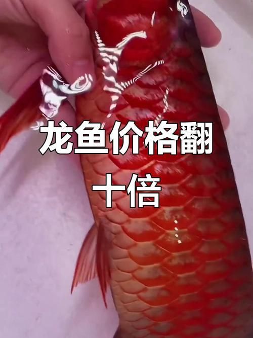 渝中龍魚的市場價格是多少？，渝中龍魚市場價格