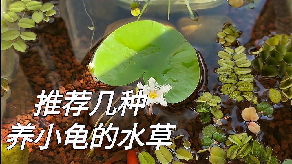 120×60魚缸如何設置遮蔽物，047120×60的魚缸屬于中大型魚缸合理設置遮蔽物不僅能提升觀賞性