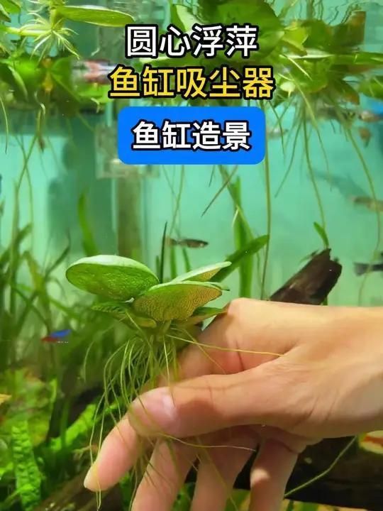 120×60魚缸如何設置遮蔽物，047120×60的魚缸屬于中大型魚缸合理設置遮蔽物不僅能提升觀賞性