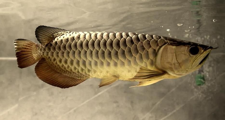 宜川龍魚養殖成本大概是多少，宜川龍魚養殖成本分析