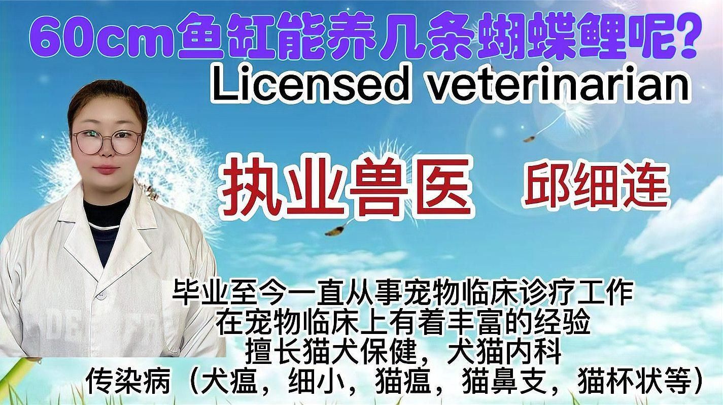 60厘米的魚缸適合養(yǎng)哪些魚，0厘米的魚缸適合養(yǎng)哪些魚，60厘米的魚缸搭配方案清單