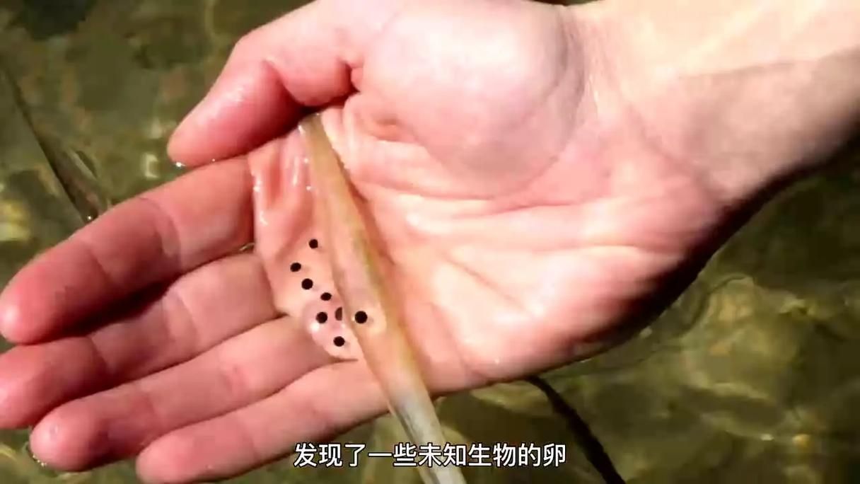 四腳魚的繁殖方法是什么，“四腳魚”并非真實(shí)魚類繁殖方法，東方蠑螈繁殖方式
