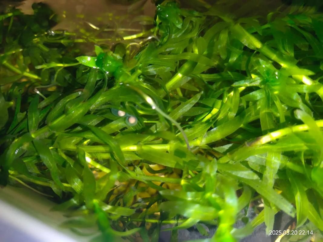 四腳魚的繁殖方法是什么，“四腳魚”并非真實(shí)魚類繁殖方法，東方蠑螈繁殖方式