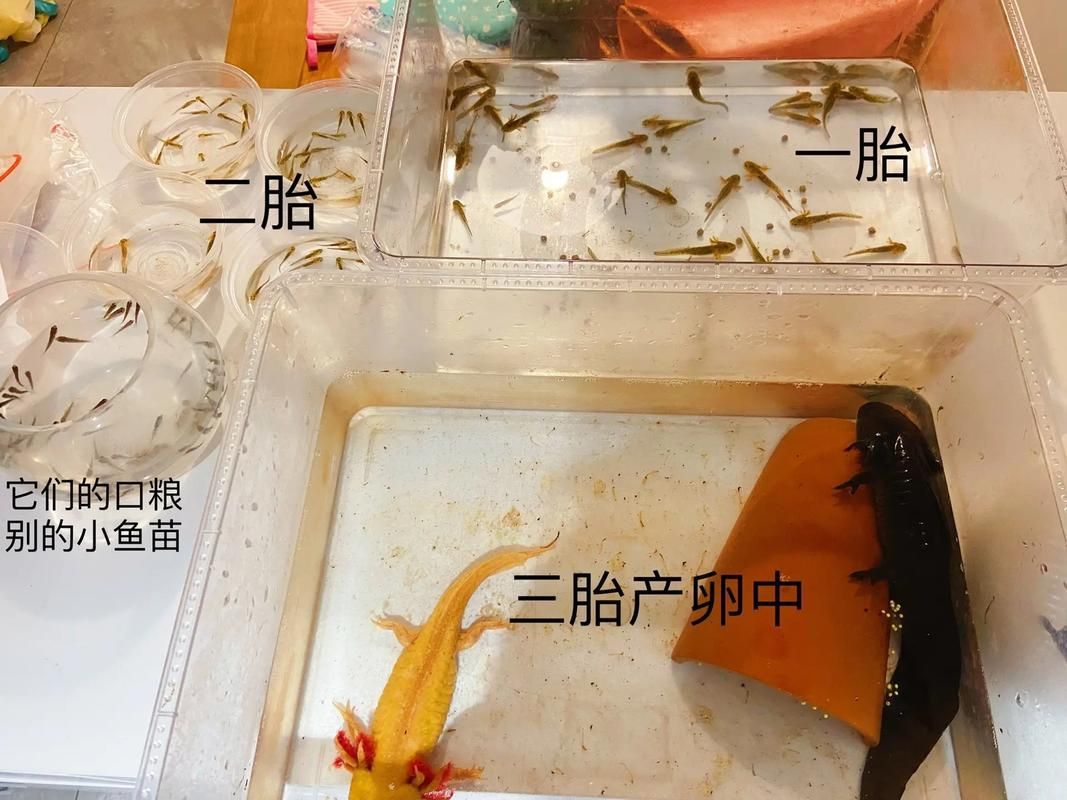四腳魚的繁殖方法是什么，“四腳魚”并非真實(shí)魚類繁殖方法，東方蠑螈繁殖方式