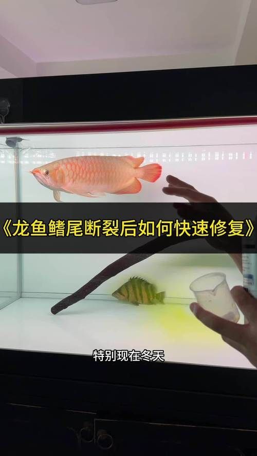 如何正確使用這三種藥物治療龍魚？，如何正確使用三種藥物治療龍魚